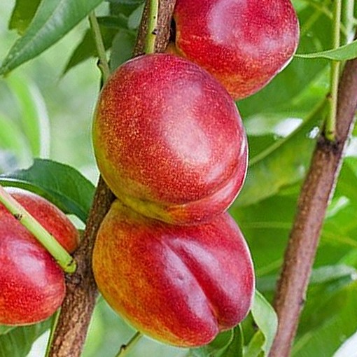Nectarino Flavortop