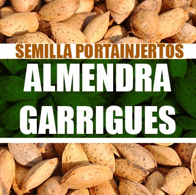 Almendra Garrigues