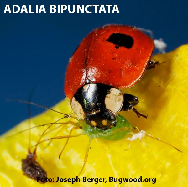 comprar adalia bipunctata