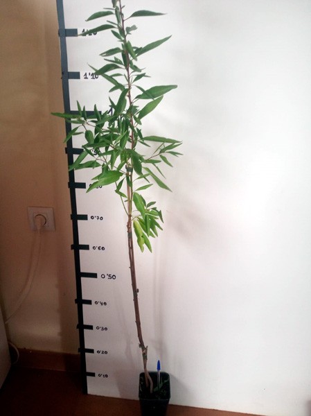 Almendro Desmayo largueta (planta agricultor)