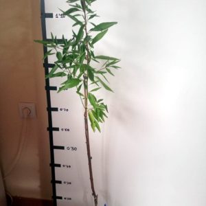 Almendro Desmayo largueta (planta agricultor)