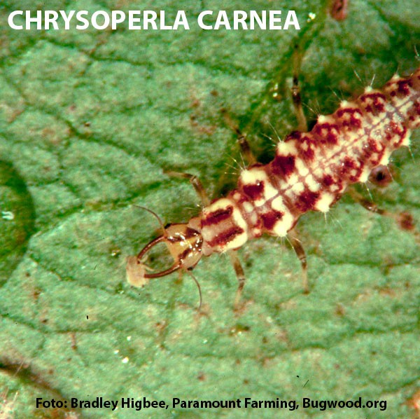 crisopa 2000ud