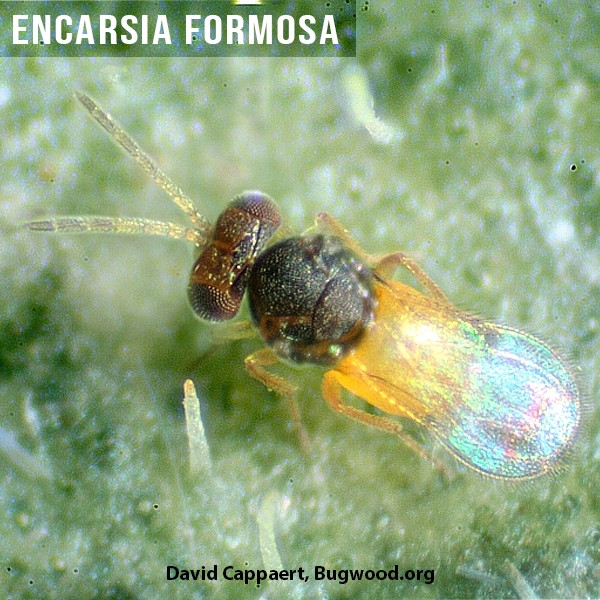 comprar-encarsia-formosa