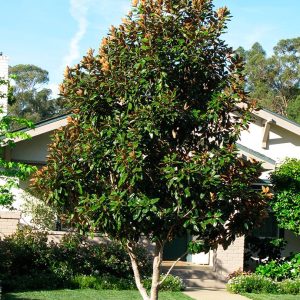 Magnolio
