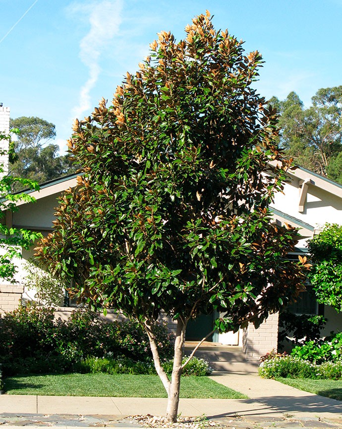 Magnolio
