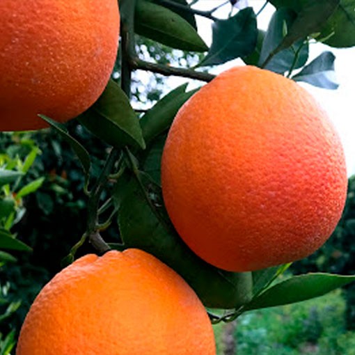 Naranjo variedad tarocco rosso