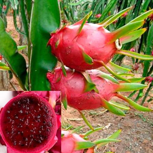 planta pitaya roja