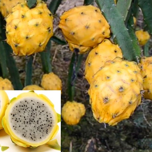 Pitaya amarilla