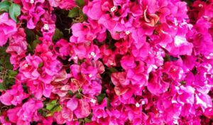 buganvilla 300x176 1