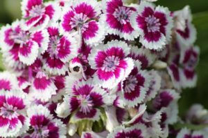 clavel 300x200 1