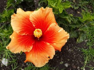 hibisco 300x225 1