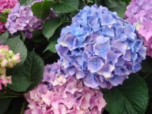 hortensia 300x225 1