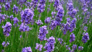 lavanda 300x169 1