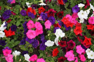petunia 300x200 1