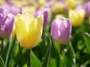 tulipan 300x225 1
