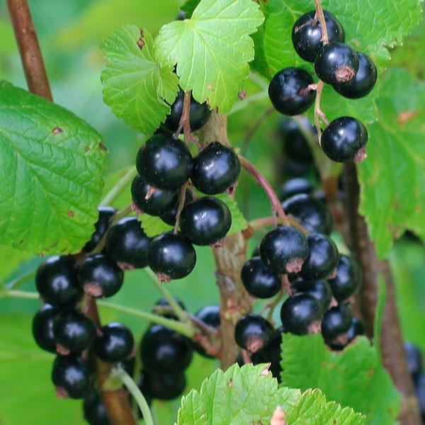 Grosellero negro