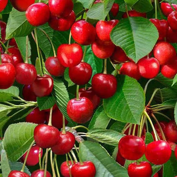 Cerezo variedad Early Ruby