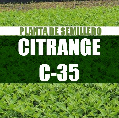 Planta Citrange C-35 semillero