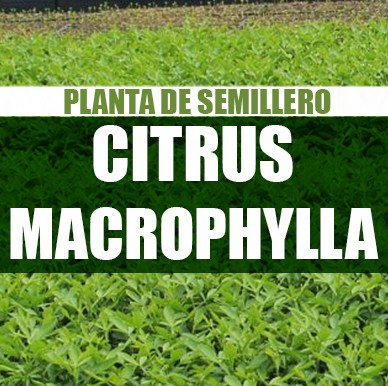 Planta Citrus macrophylla