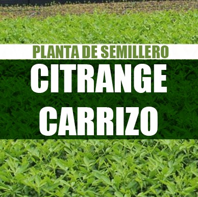 Planta Citrange Carrizo