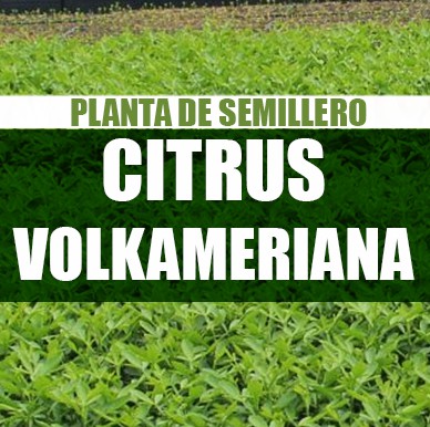 Planta Citrus volkameriana