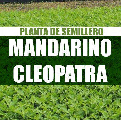 patron mandarino cleopatra