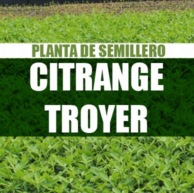 Citrange Troyer