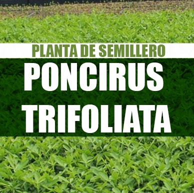 Planta Poncirus trifoliata