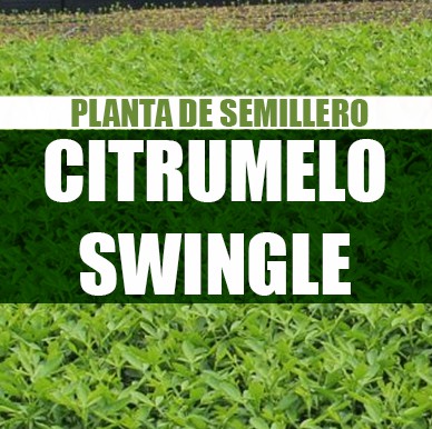 Citrumelo Swingle