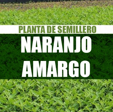 Planta Naranjo amargo