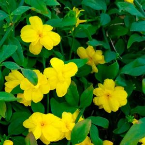Jasminum mesnyi jazmin amarillo