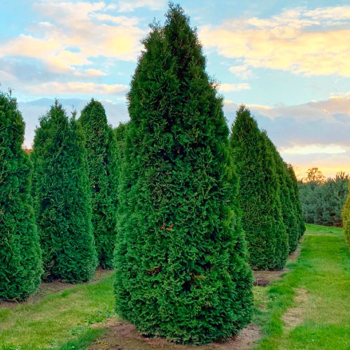 Thuja occidentalis Esmeralda