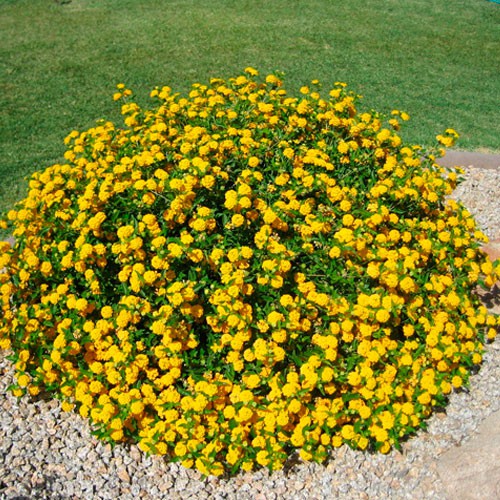 Lantana camara Flava