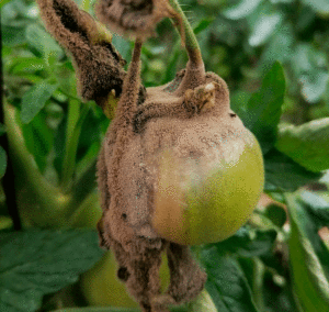 Botrytis en tomate - tratamiento convencional y ecológico 2 botrytis sintomas fruto 300x284 1