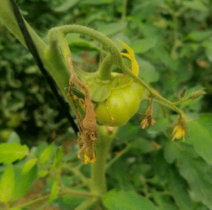 Botrytis en tomate - tratamiento convencional y ecológico 1 botrytis tomate flores 300x298 1