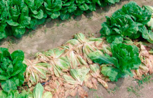 enfermedades lechuga 300x193 1