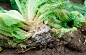hongos lechuga esclerotinia 300x193 1