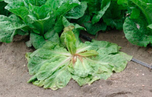 plagas enfermedades lechuga 300x193 1