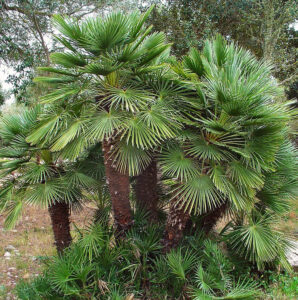 chamaerops humilis 298x300 1
