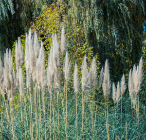 cortaderia selloana 300x287 1