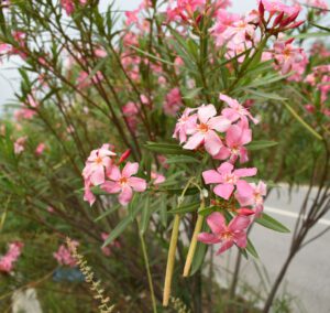 nerium oleander adelfa 300x284 1