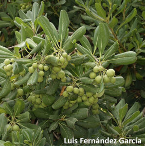 pittosporum tobira 298x300 1