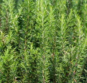 rosmarinus officinalis 300x287 1
