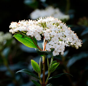 viburnum tinus 300x291 1
