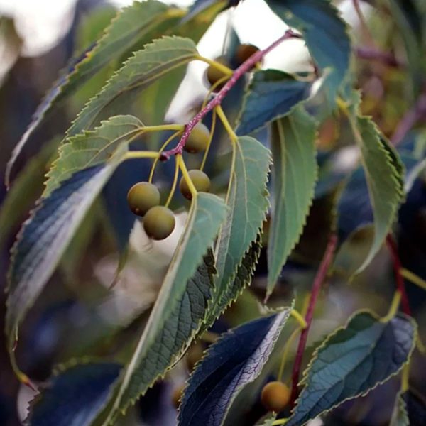 celtis australis fruto hojas