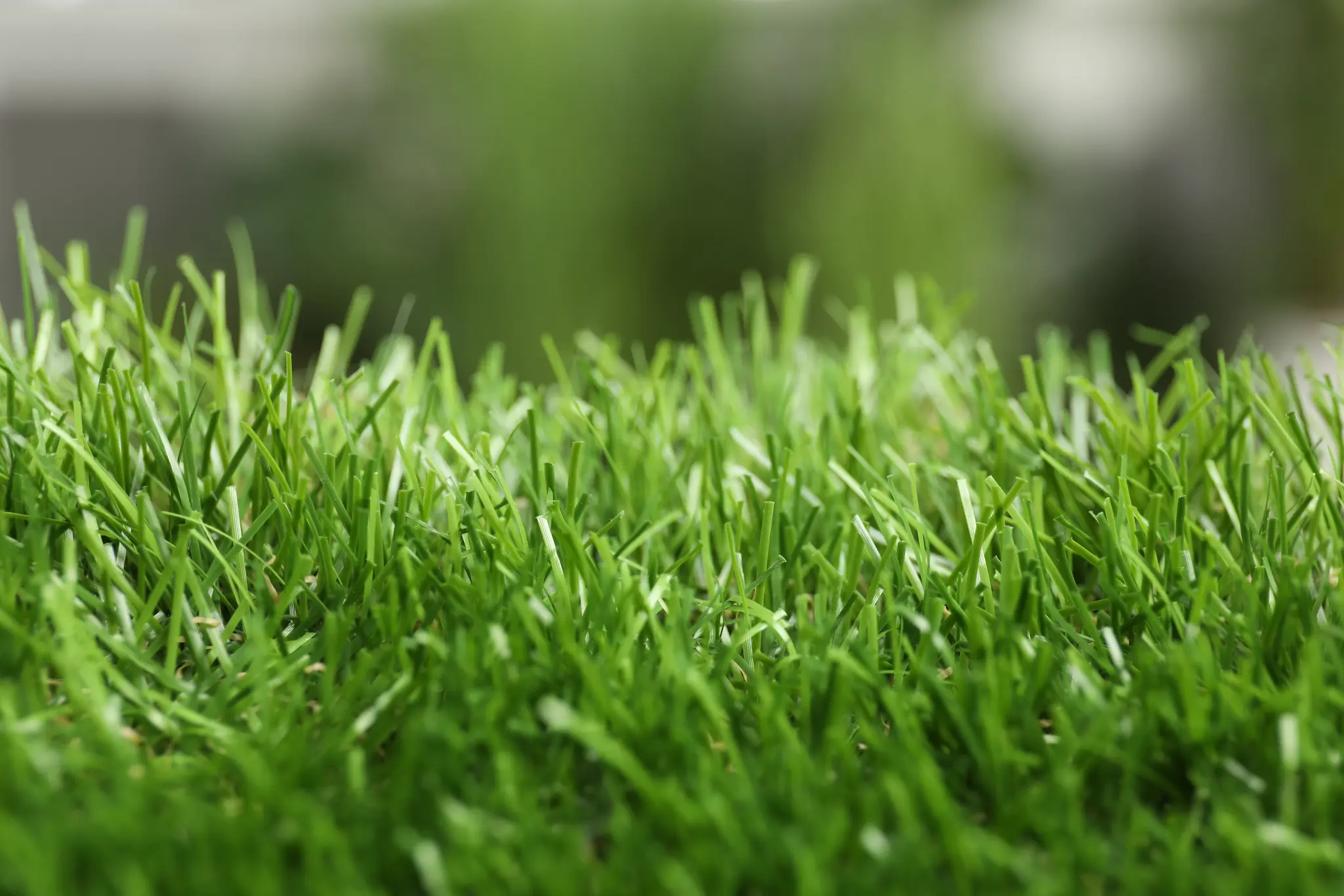 Categoría: Jardín y exteriores