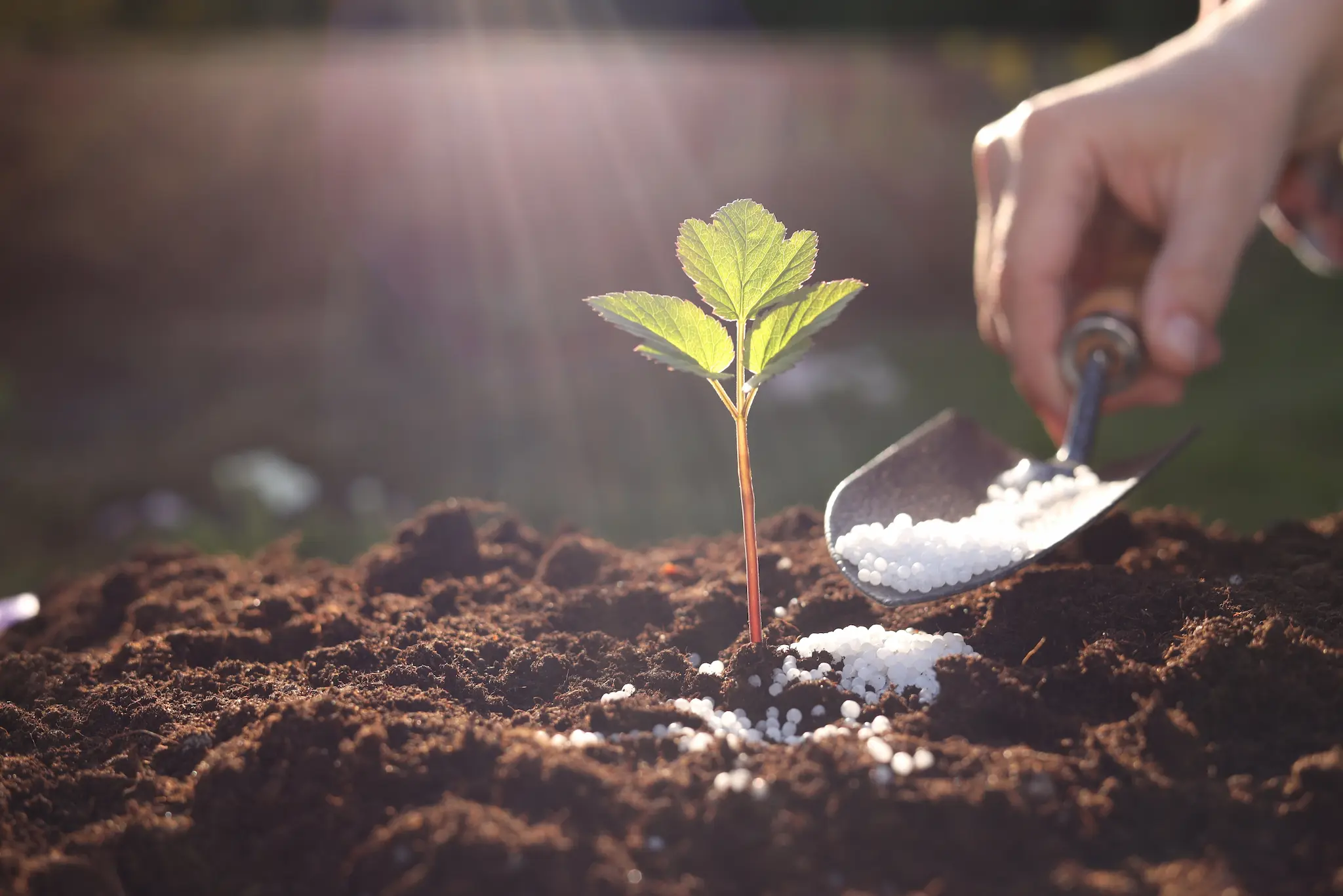 Categoría: Nutrición vegetal