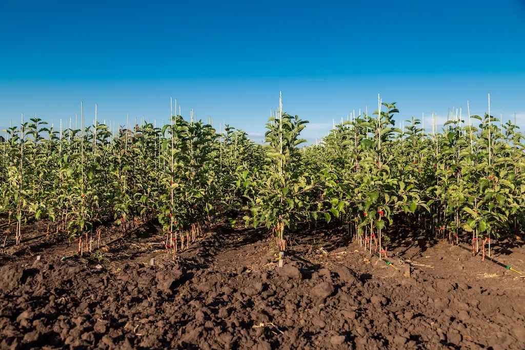 Categoría: Vivero de frutales
