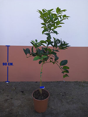 NARANJO MAC.25