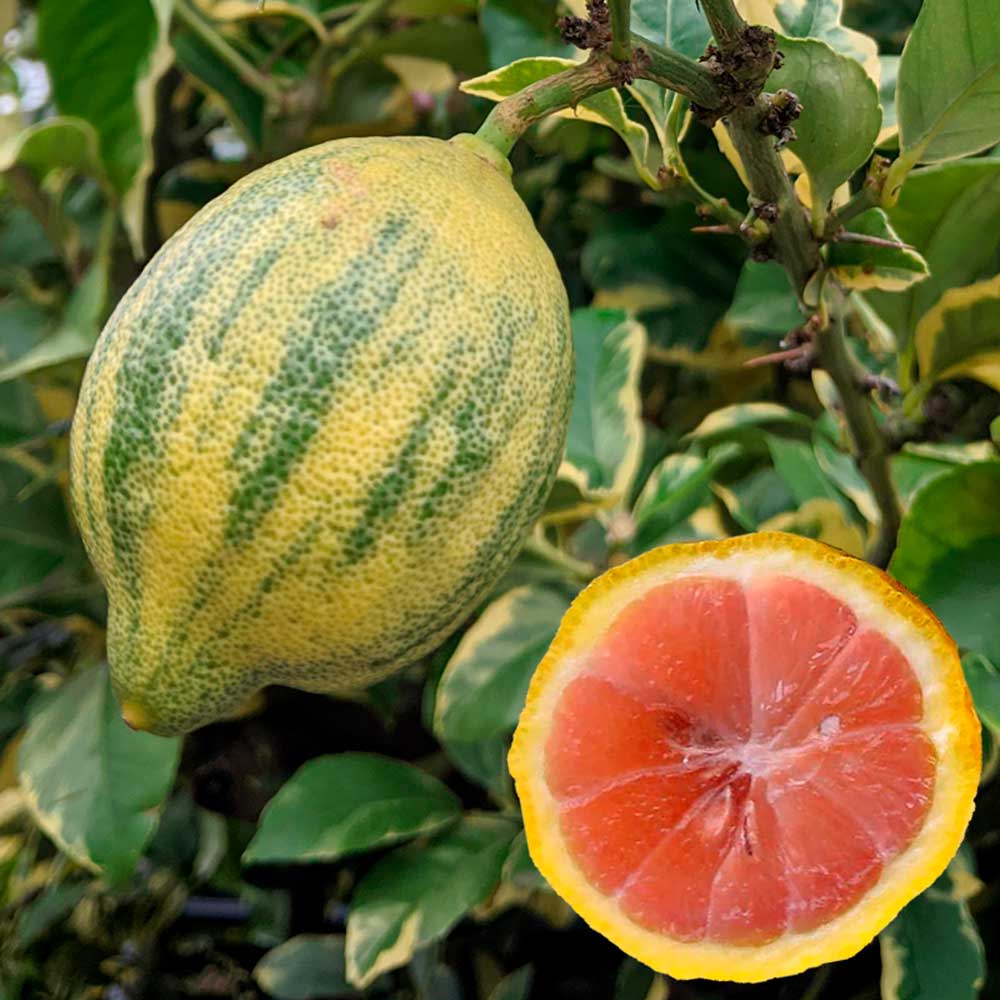 arbol planta limón variegado rosa maceta